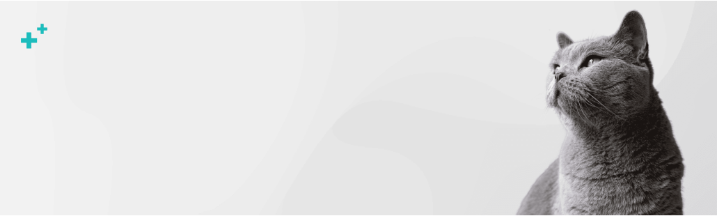 Farmacia veterinaria – medicamentos para gatos