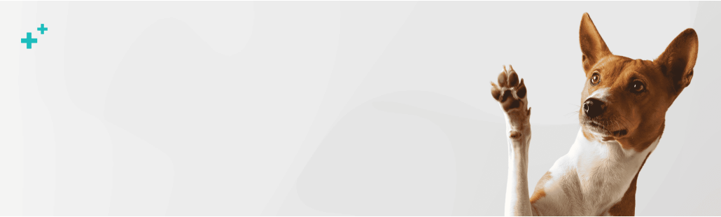 Farmacia veterinaria – medicamentos para perros