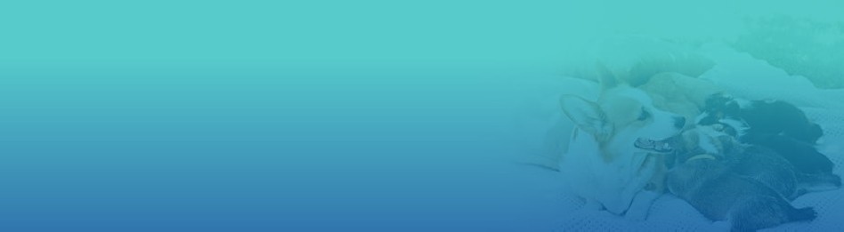 Farmacia veterinaria – inseminación artificial de animales